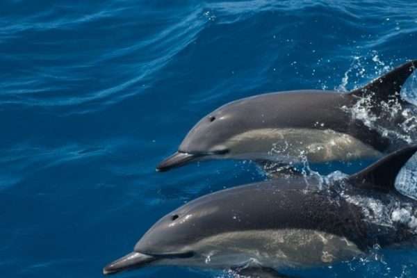 Marine Life and Dolphin Watching