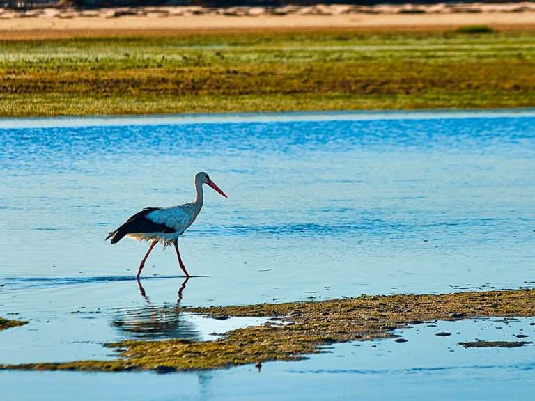 Ria Formosa Bird Watching: Embark on an unforgettable ecotourism experience in Ria Formosa Natural Park, aboard our comfortable pontoon boat. Led by an expert nature guide, this Ria Formosa bird watching tour allows you to immerse yourself in the mesmerizing world of avian wonders.