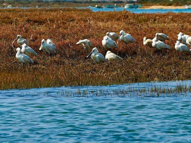 Ria Formosa Bird Watching: Embark on an unforgettable ecotourism experience in Ria Formosa Natural Park, aboard our comfortable pontoon boat. Led by an expert nature guide, this Ria Formosa bird watching tour allows you to immerse yourself in the mesmerizing world of avian wonders.