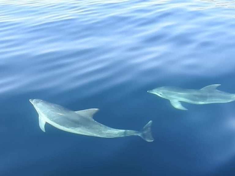 Dolphins Watching from Sesimbra - Experience the wonders of dolphins and other cetaceans with our exceptional 3-hour boat...