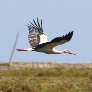 Birdwatching in Ria - Tavira - Some of the most interesting species that we often observe in Ria Formosa are the black-necked...