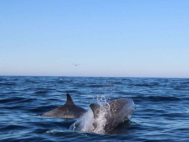 Dolphin Watching in Olhão - Observe the behavior of dolphins in their natural habitat on this 2.5-hour boat tour starting...