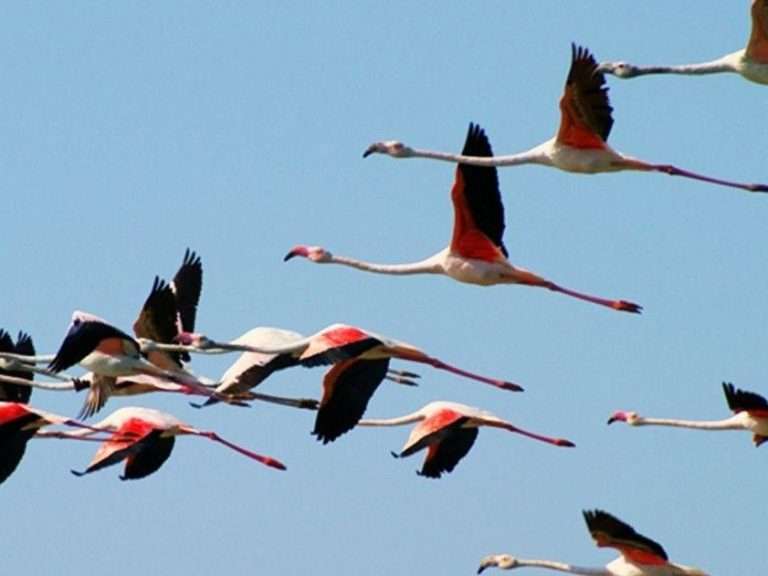 Flamingo Route - Tavira - 2 Hours Boat Trip - During this tour you will be able to observe the different species of birds...