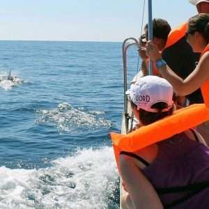 Dolphin Watching in Olhão - Observe the behavior of dolphins in their natural habitat on this 2.5-hour boat tour starting...