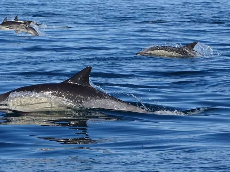 Marine Life and Dolphin Watching: Embark on an immersive adventure to witness the wonders of marine life along the Algarve coast. Led by expert guides, this Ria Formosa bird watching boat tour offers an unforgettable experience for nature enthusiasts.