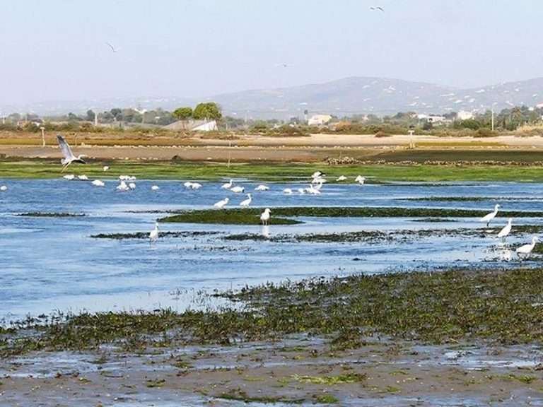 Birdwatching in Ria - Tavira - Some of the most interesting species that we often observe in Ria Formosa are the black-necked...