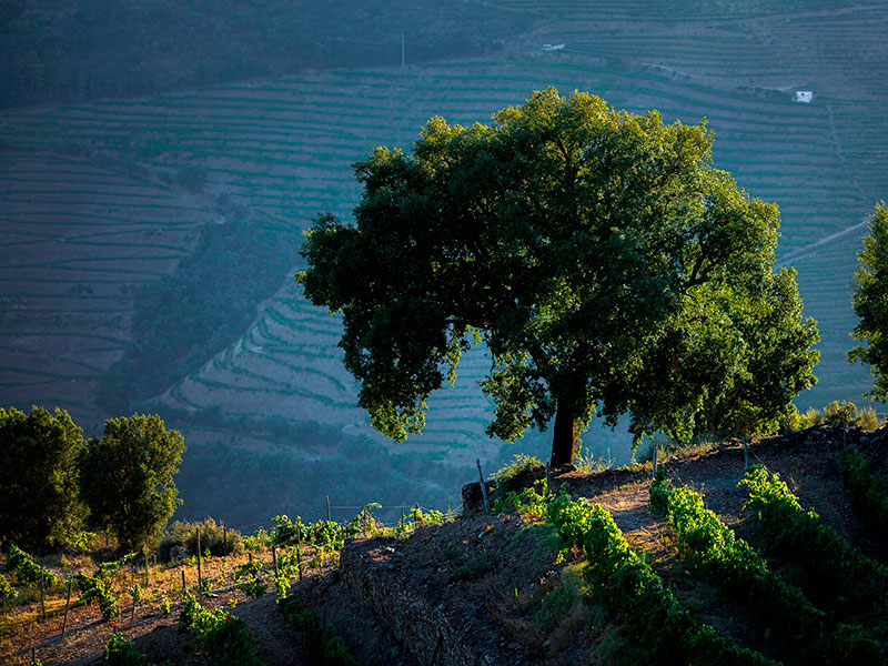 The Douro Valley, with its undulating terraces, rich history, and famed wine production, is undoubtedly one of Portugal's crown jewels. As the world evolves and faces myriad challenges, so does this splendid region. The future of Douro Valley is a tapestry woven with optimism, adaptability, and a deep sense of responsibility.