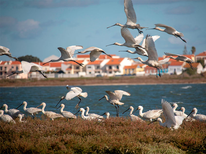 Lisbon Travel Guide: If you're an avid birdwatcher, the Tagus Estuary becomes a haven for migratory birds between September and March. Various guided tours are available to spot rare species and enjoy the natural beauty of one of Europe’s largest river deltas.