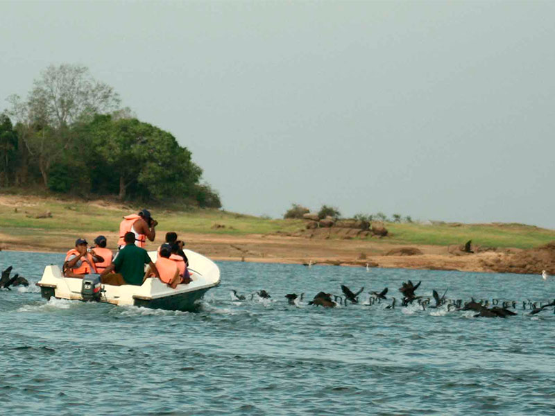 Some national parks such as Kaudulla feature large lakes and offer boat safaris. It’s an excellent way to see aquatic birds, crocodiles, and sometimes even swimming elephants.