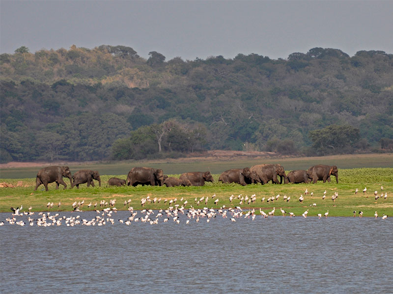 Best known for "The Gathering," a season where hundreds of elephants congregate near the Minneriya reservoir, this park is a haven for those looking to observe these majestic creatures in their natural habitat. Aside from elephants, the park also offers bird-watching opportunities with over 160 species of birds recorded.