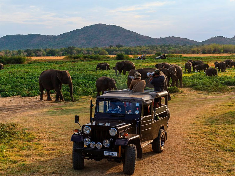 Minneriya National Park in Sri Lanka is renowned for its annual "Gathering," where hundreds of elephants congregate around Minneriya Tank. This biodiverse park also offers jeep safaris to spot deer, birds, and reptiles. A haven for wildlife enthusiasts, it's a must-visit for unparalleled elephant sightings.
