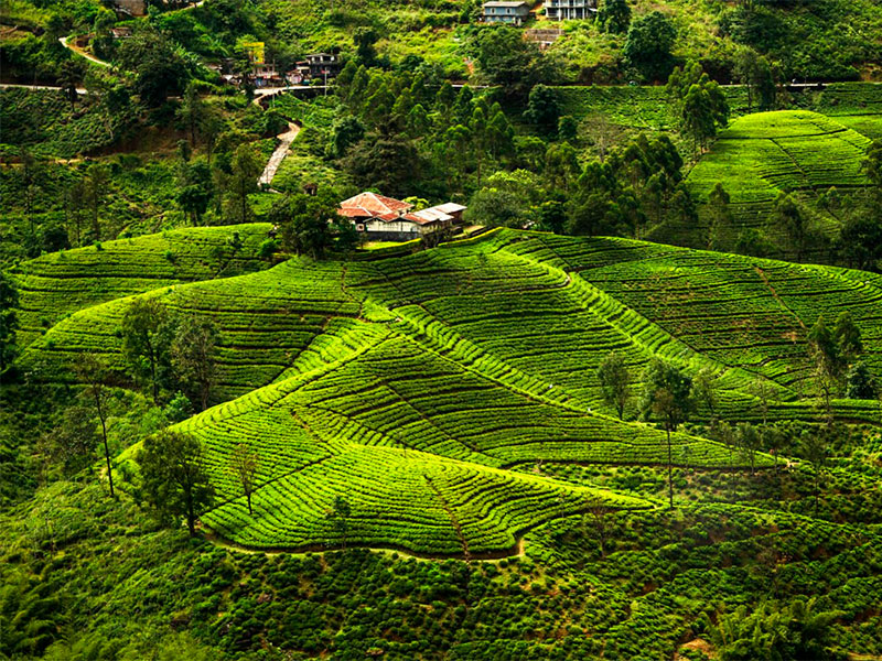 Nuwara Eliya, often referred to as "Little England," is a charming town in Sri Lanka's central highlands. Known for its lush tea plantations, cool climate, and colonial architecture, it's a haven for those seeking tranquility and scenic beauty. A perfect spot for hiking, tea-tasting, and enjoying a slower pace.
