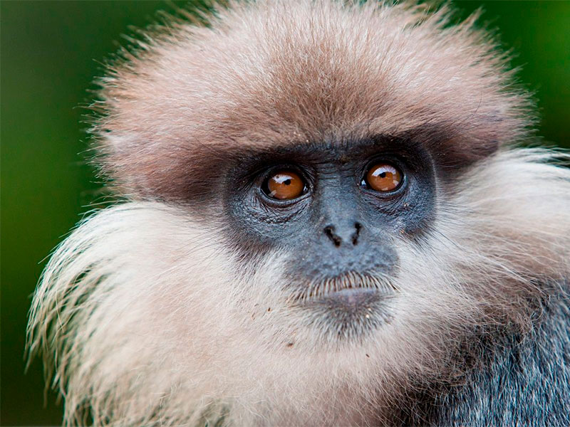 The Purple-faced Langur is an endemic primate species found exclusively in Sri Lanka. Known for its expressive facial features and agile movements, this leaf-eating monkey thrives in the country's diverse forest habitats. It plays an essential role in the ecosystem, aiding in seed dispersal and forest regeneration. A sight to behold for wildlife enthusiasts, the Purple-faced Langur encapsulates the rich biodiversity of Sri Lanka.