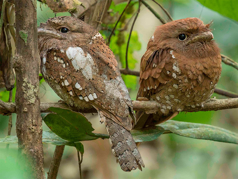 The Sri Lanka Frogmouth is a rare, nocturnal bird, captivating birdwatchers with its cryptic camouflage and unique vocalizations. Native to Sri Lanka's dense forests, this elusive species is often identified by its "frog-like" call rather than visual sighting. With its large, gaping mouth and whisker-like bristles, the Sri Lanka Frogmouth is a truly unique spectacle in the island's rich avian tapestry.