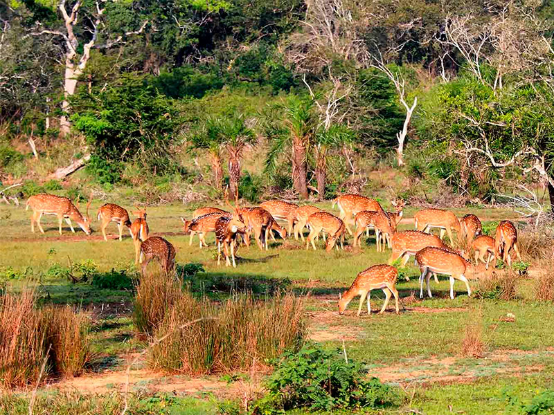 Wilpattu National Park: Best between February and October, closed during the monsoon season.