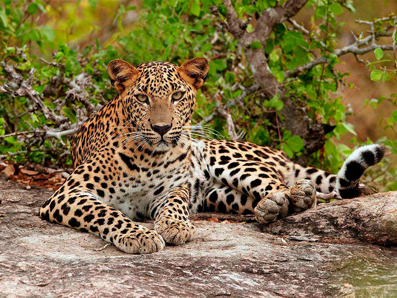 Yala National Park: Best visited from February to June when the water levels are low.